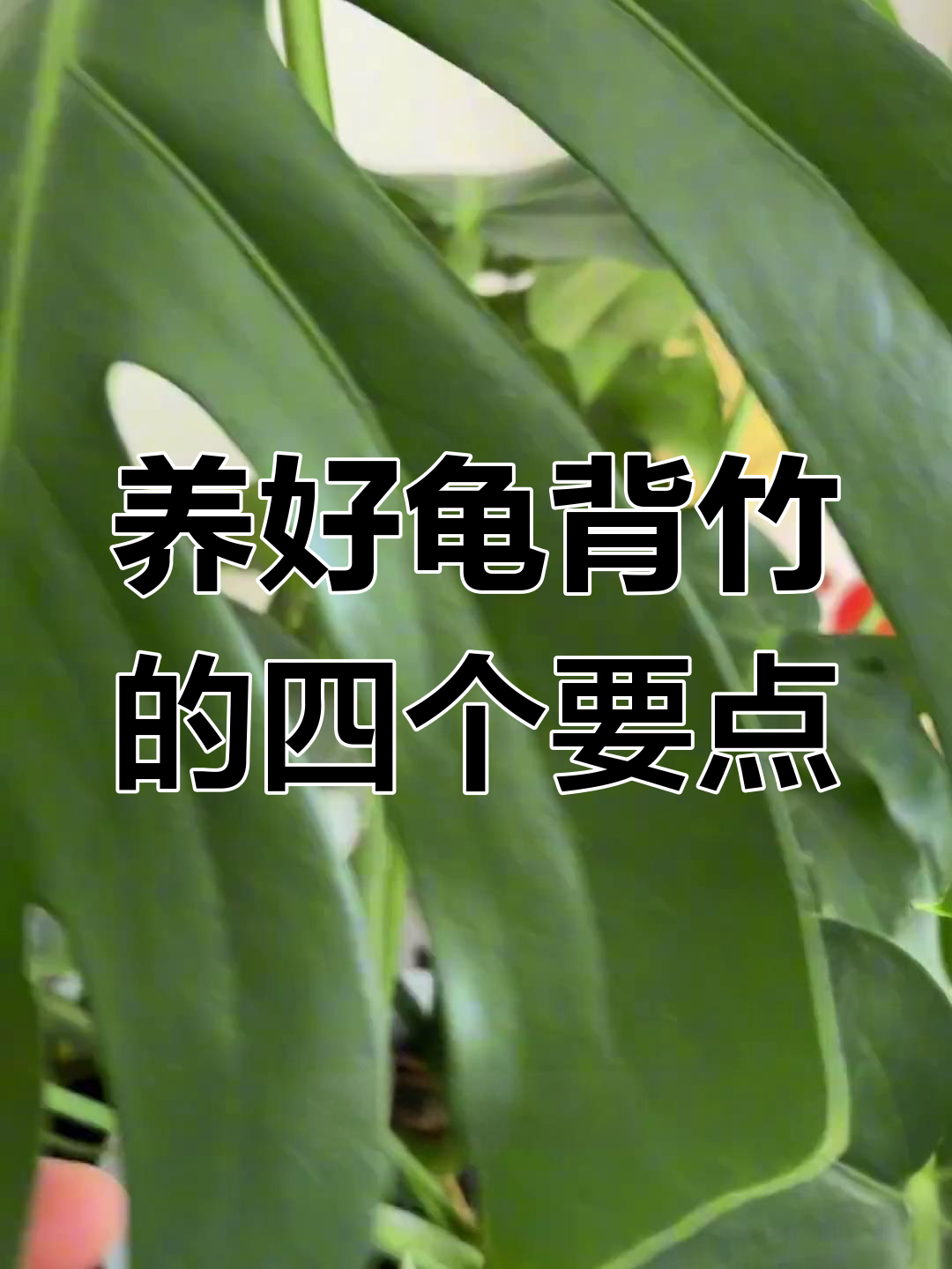 虾衣花绽放,美丽如风铃