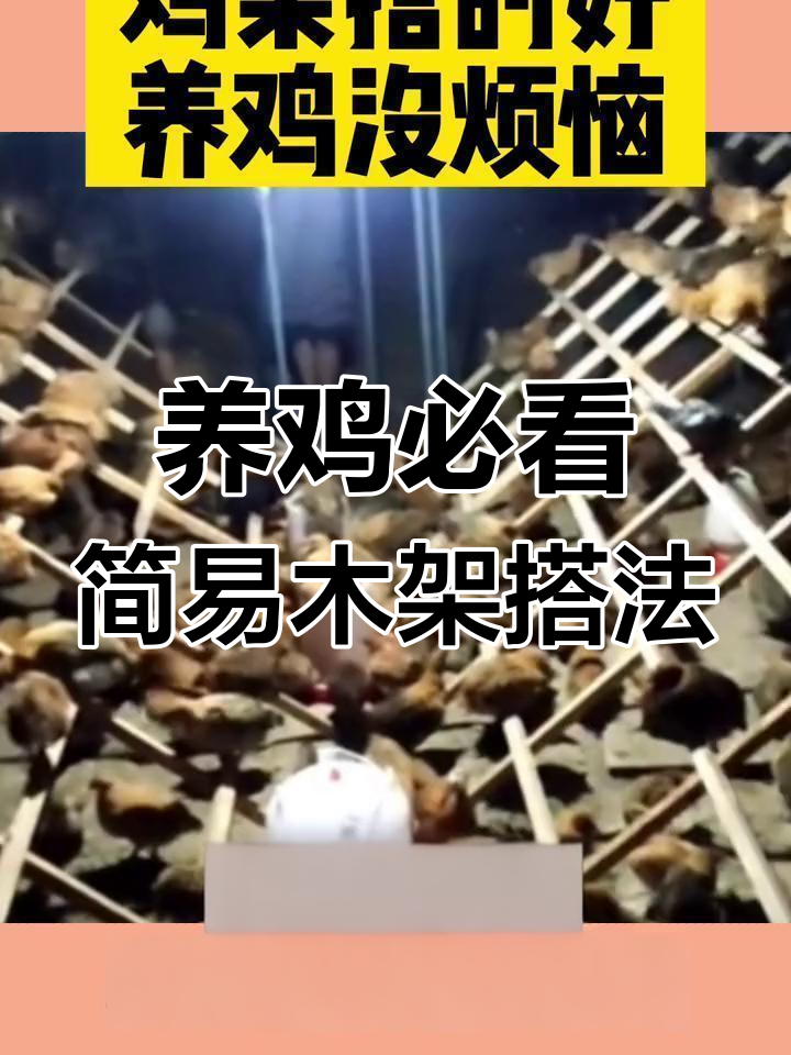 鸡架搭建技巧,减少疾病和成本