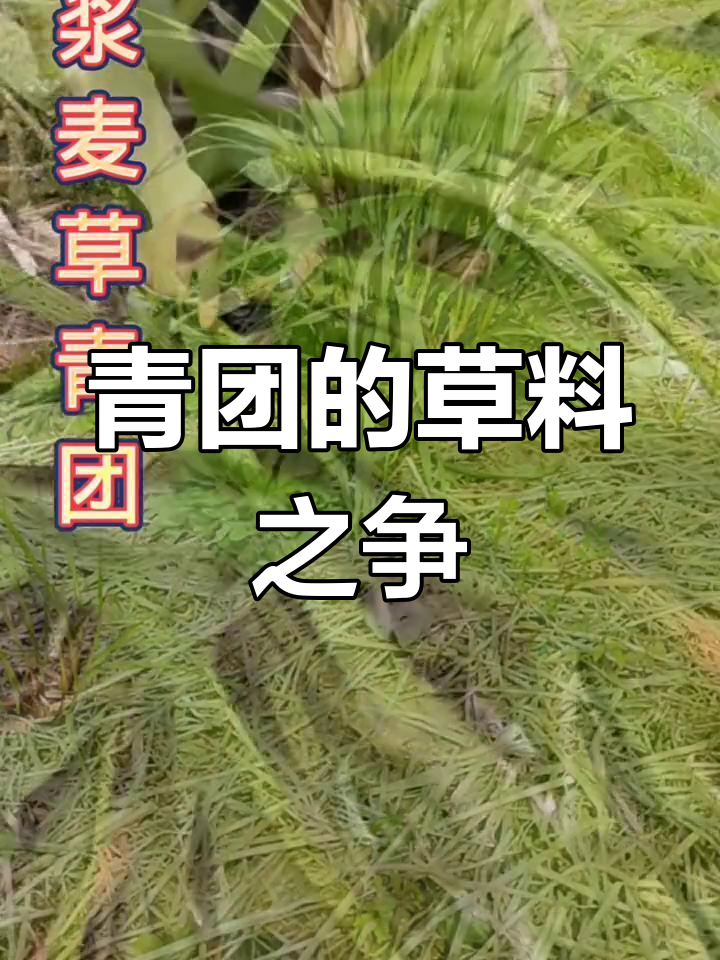 清明将至,你尝过哪种青团?各地草料大比拼!