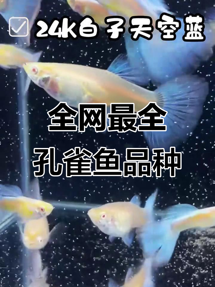 孔雀鱼品种大揭秘，这些你养过吗？