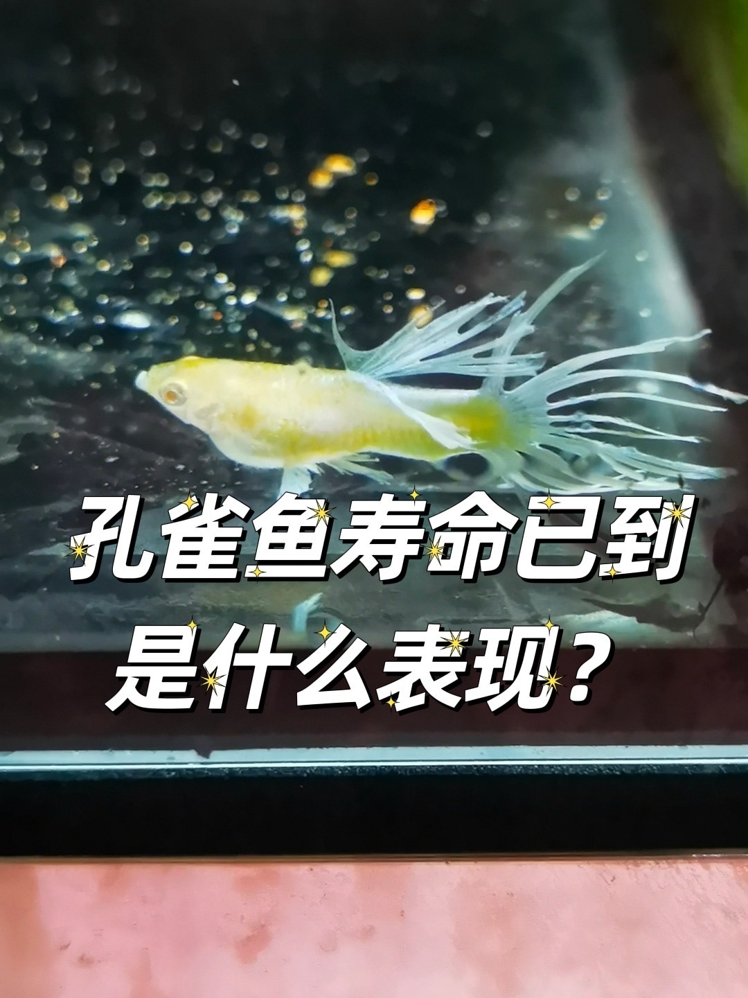孔雀鱼寿命1-2年