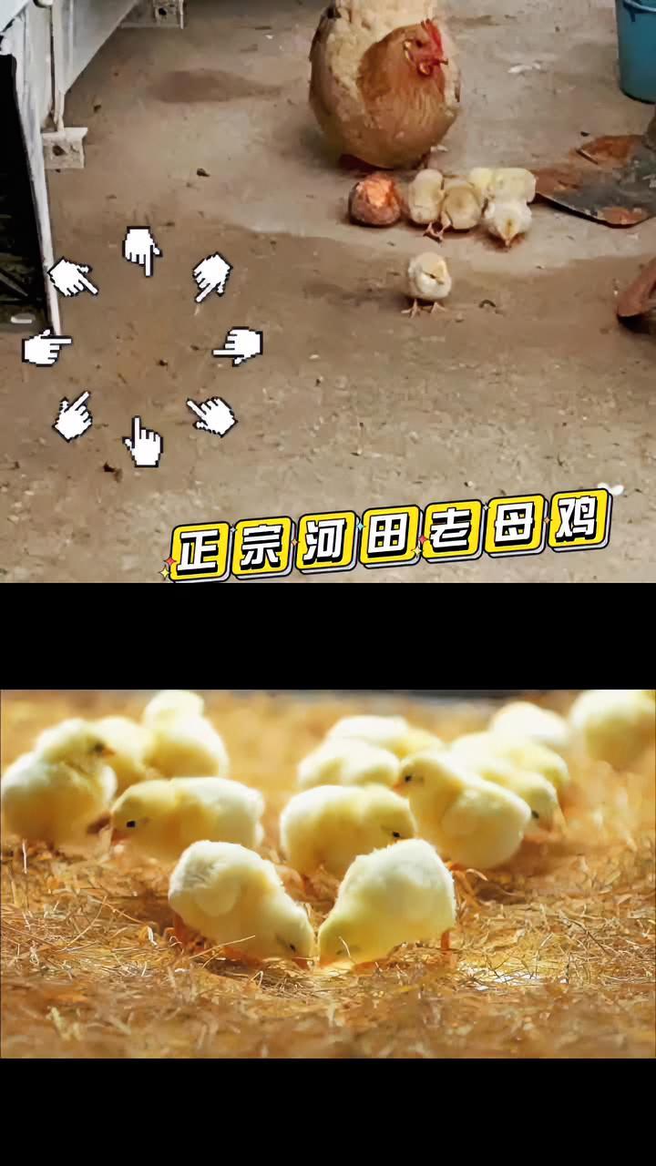 和 @高清转场素材库(时空素材app)一起 合拍 河田鸡 农村散养土鸡 生态散养土鸡
