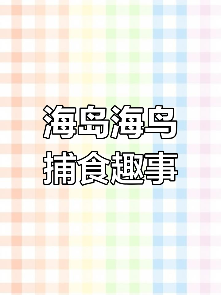 西沙群岛的海鸟:白鸟、应天翁信加工与鱼群的故事
