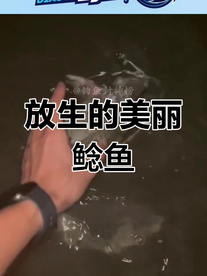 钓到一条斑点鲶鱼,放生还是吃掉?