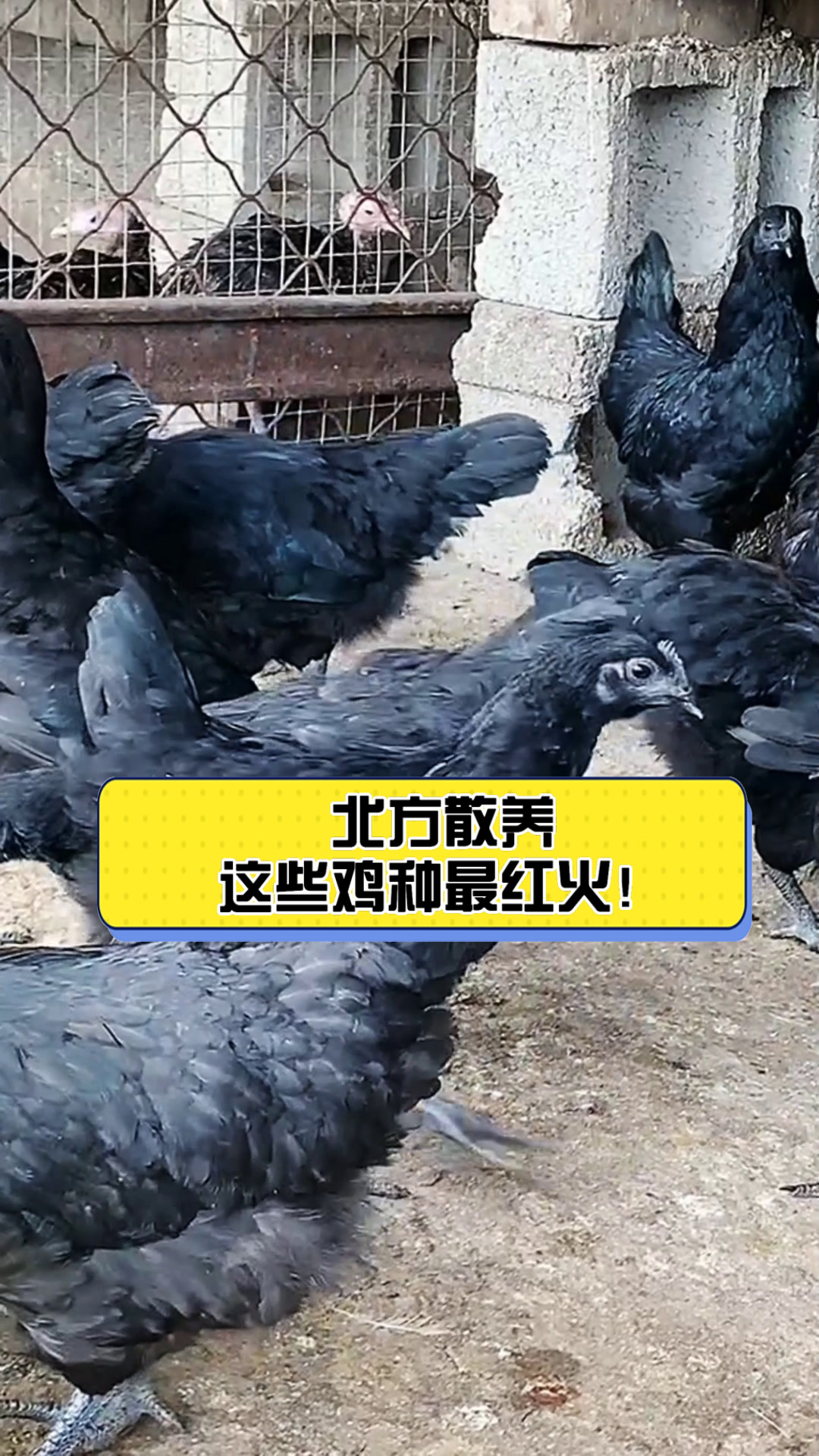 北方散养,这些鸡种最红火!