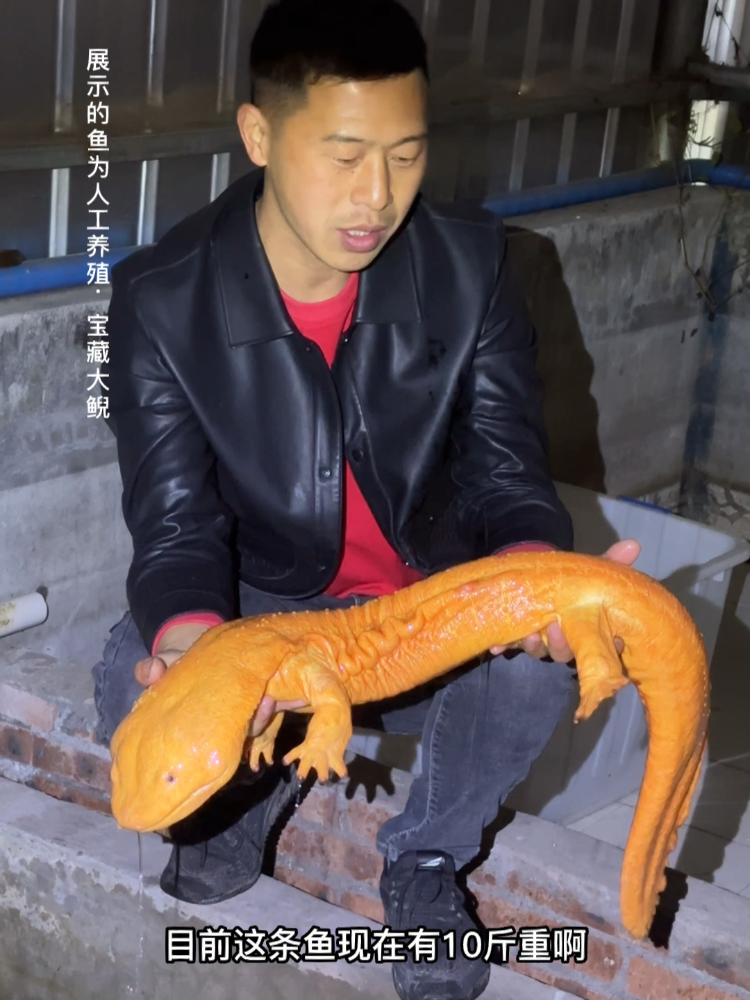 金色娃娃鱼