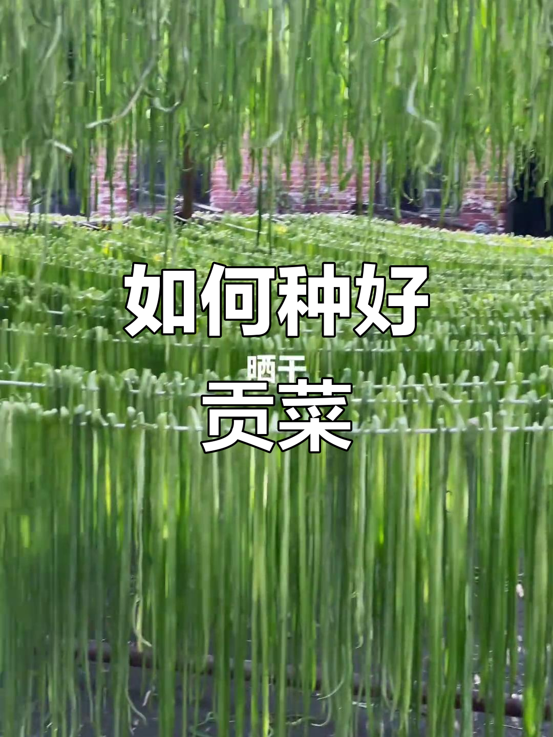 种植贡菜的简单步骤,轻松学会