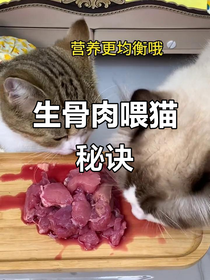 猫咪美毛增肥发腮,生骨肉喂养全攻略