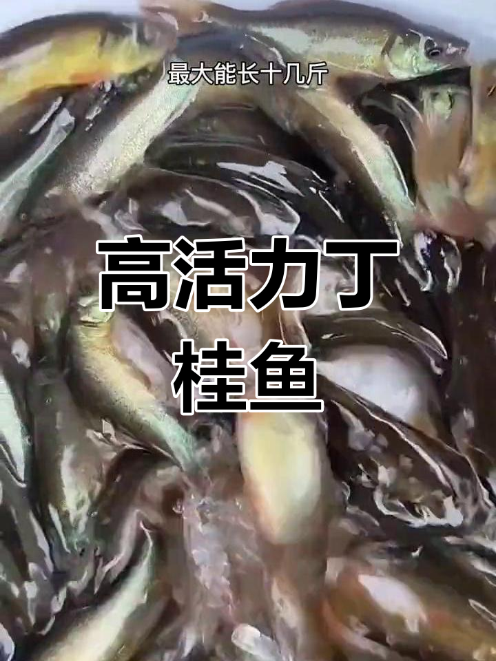 丁桂鱼养殖优势与生长速度