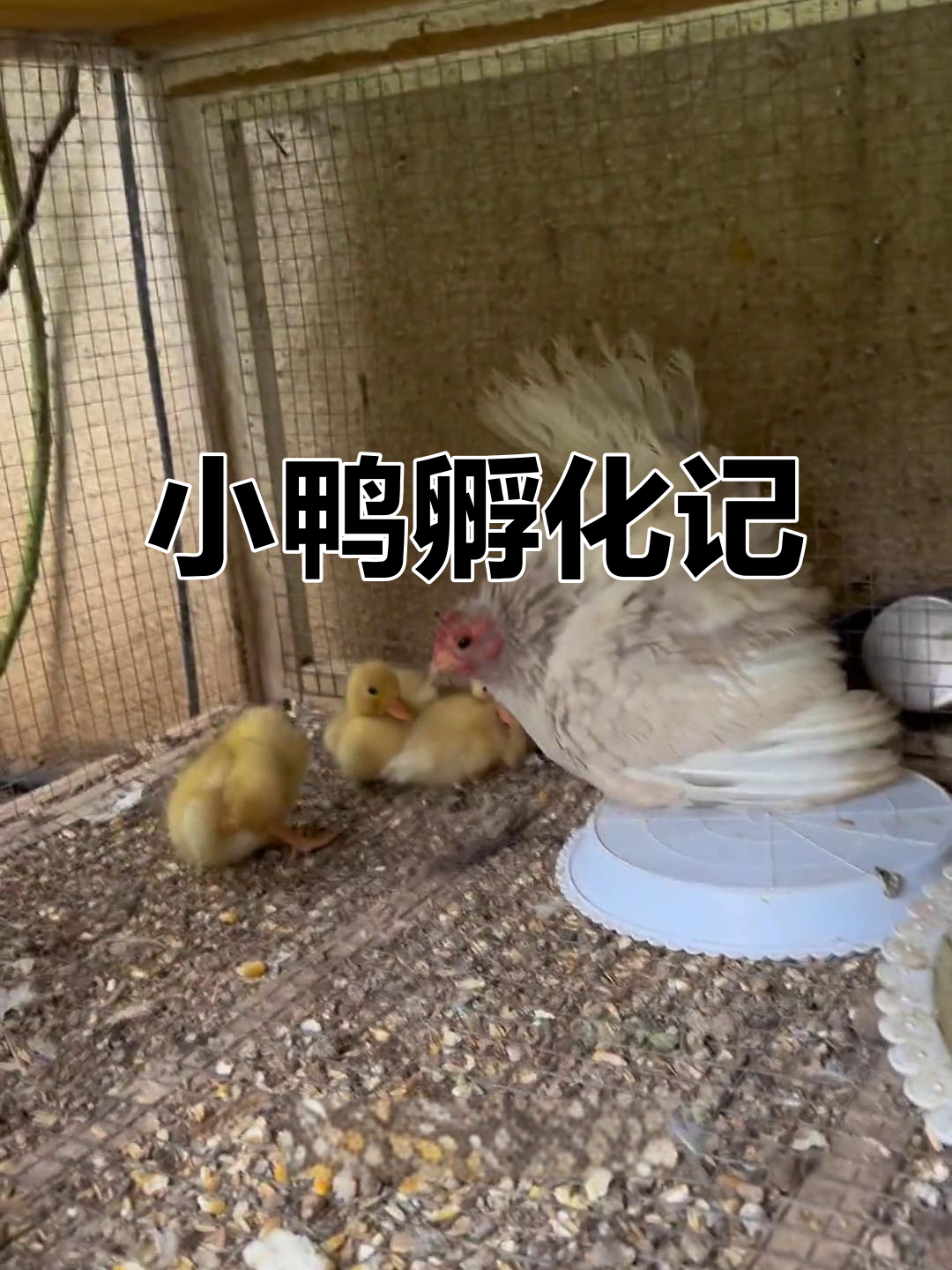 每天都有新发现,小鸭子破壳而出,四处寻觅蛋的踪迹
