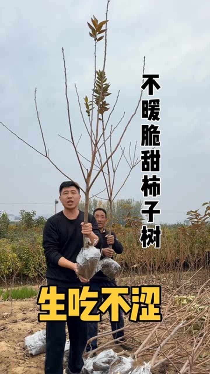 耐寒品种脆甜柿子树。冬天落叶不落果,南北方都可以种植