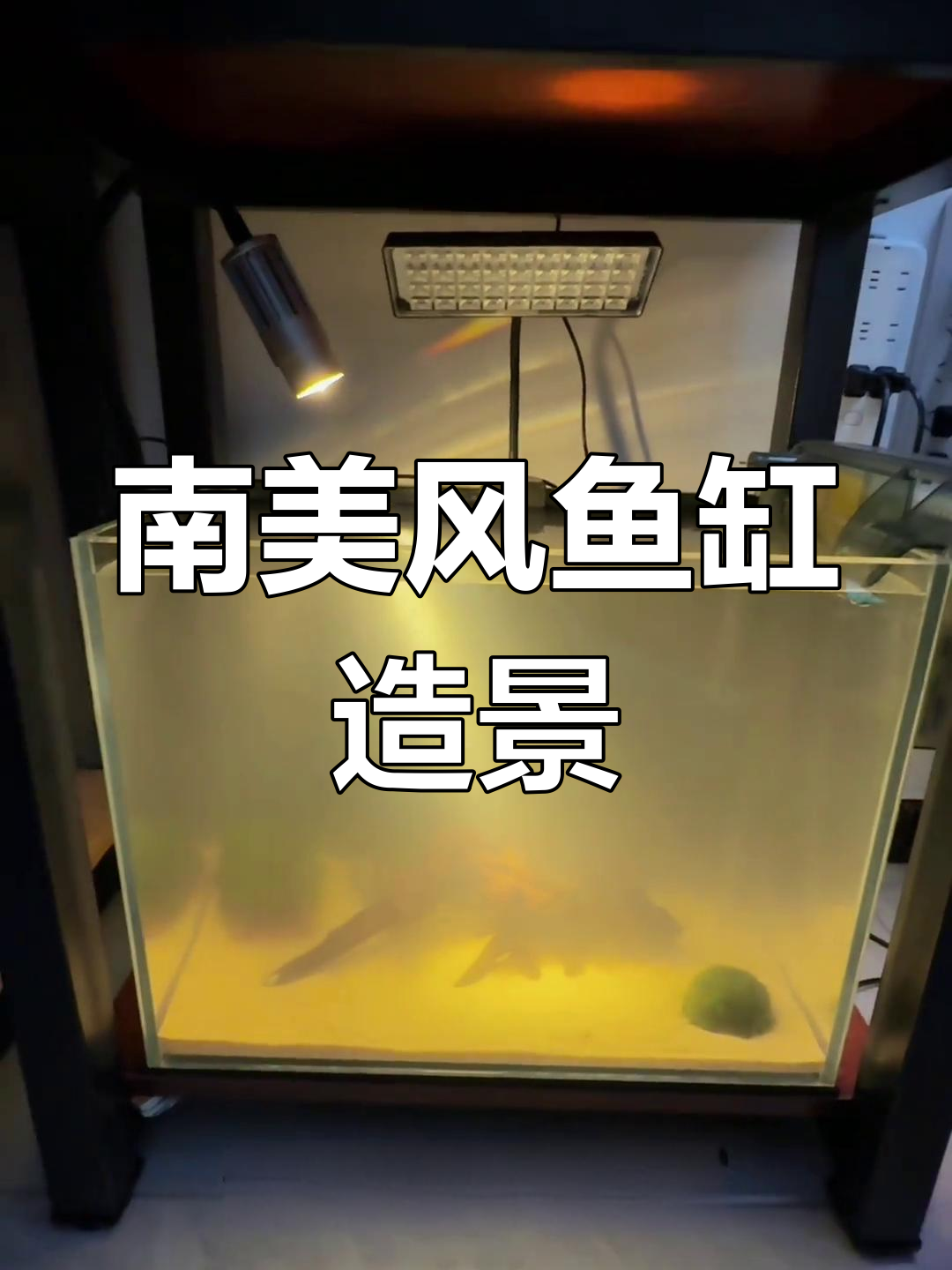 打造南美风格鱼缸,沉木与水草搭配造景