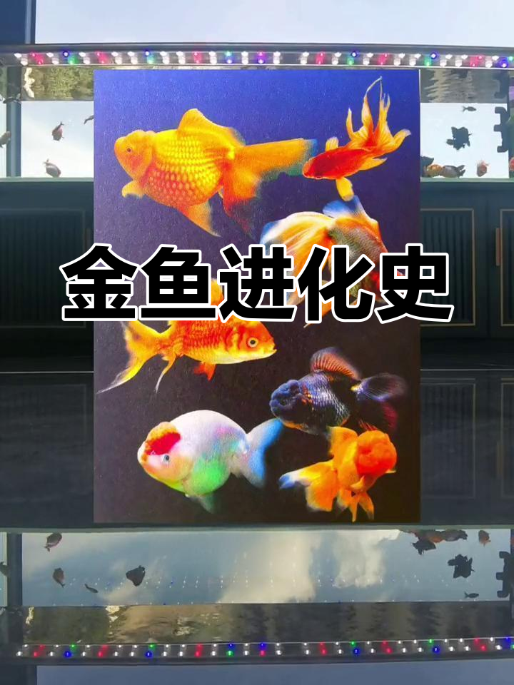 金鱼的起源与发展:从野生到人工选种