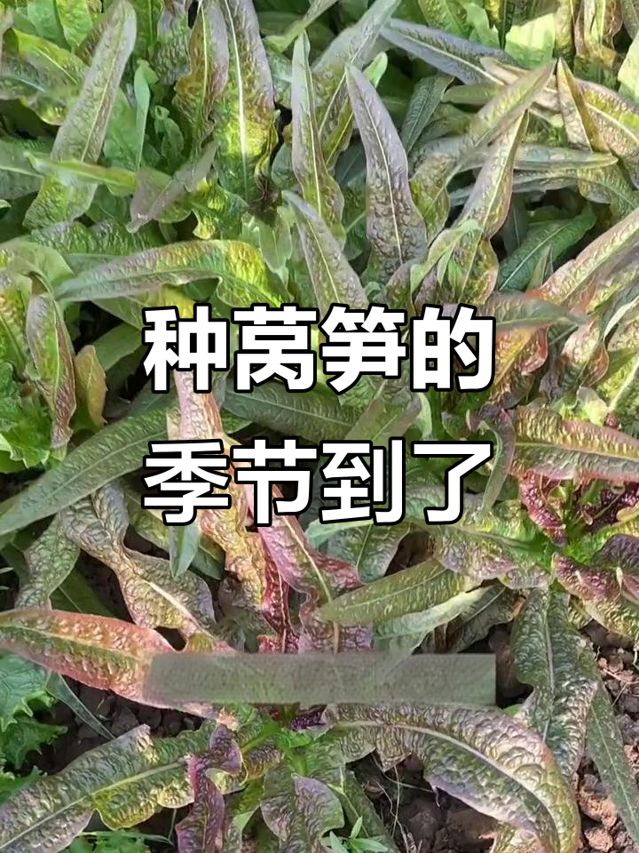莴笋种植技巧：紫色绿色都能吃，茎叶皆可摘