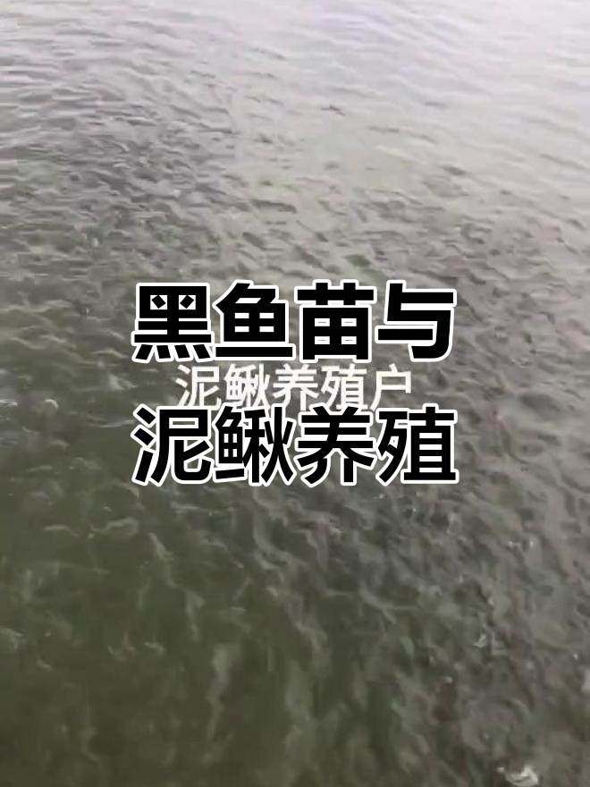水产养殖户分享黑鱼苗养殖经验,泥鳅养殖技巧大公开
