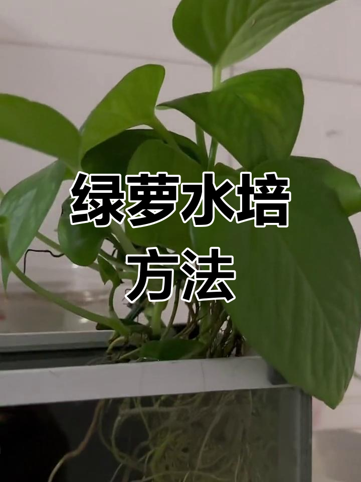 让绿萝轻松站在鱼缸里,水培技巧大公开
