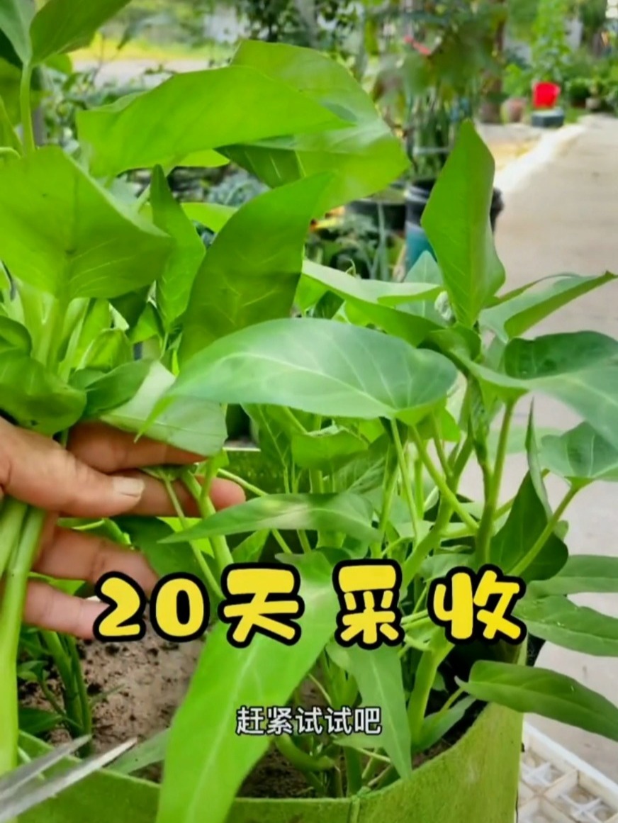 空心菜种植技巧
