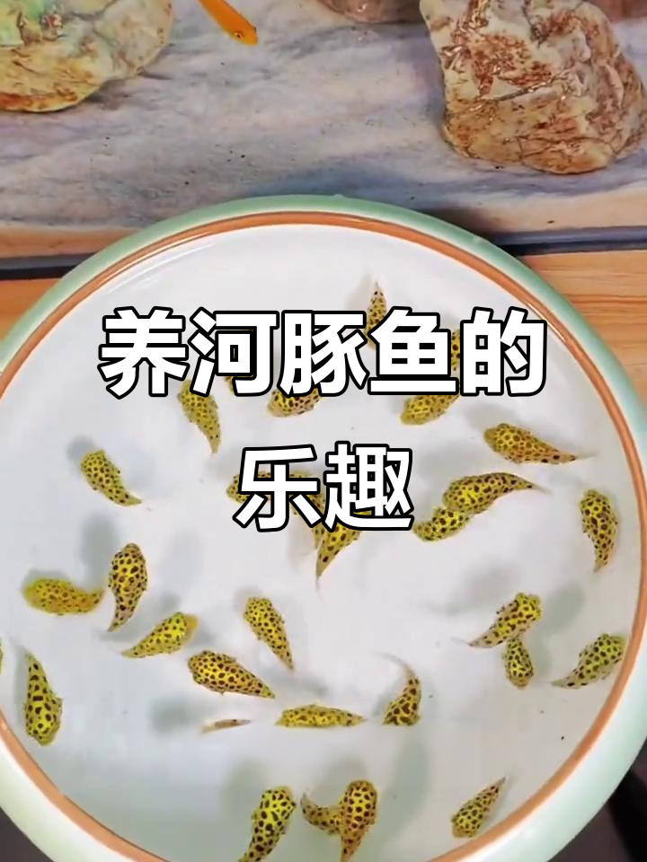 河豚鱼：可爱又脾气暴躁，养几条让你笑出声