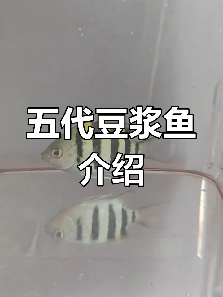 三亚常见海洋生物:五带豆娘鱼揭秘