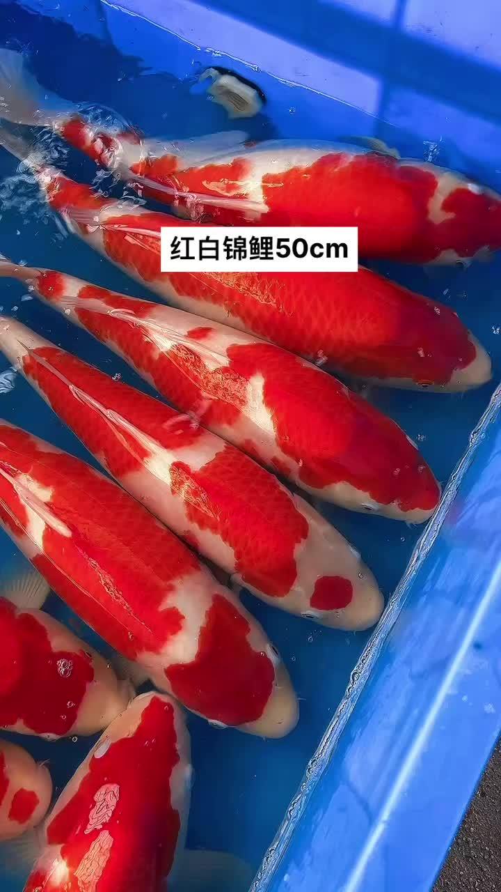 见锦鲤者发发发 好贵气的鲤鱼 精品锦鲤 观赏鱼品种大全 养鱼养心 红白锦鲤50cm