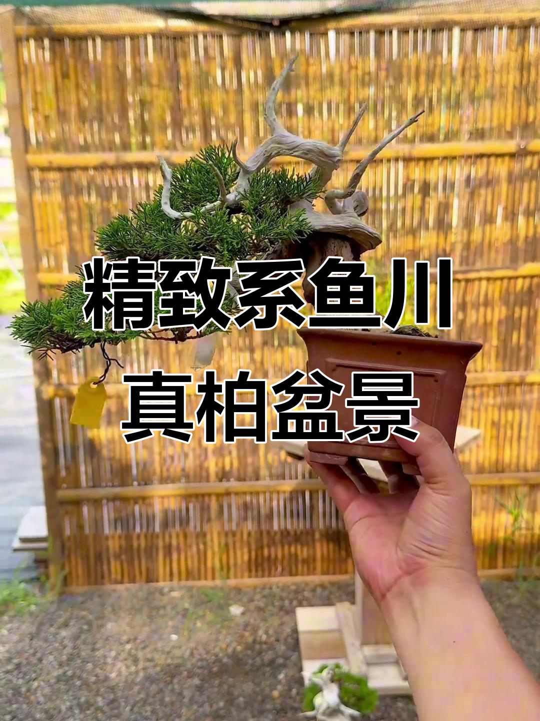 系鱼川真柏盆景,水线清理与骨架设计完美呈现