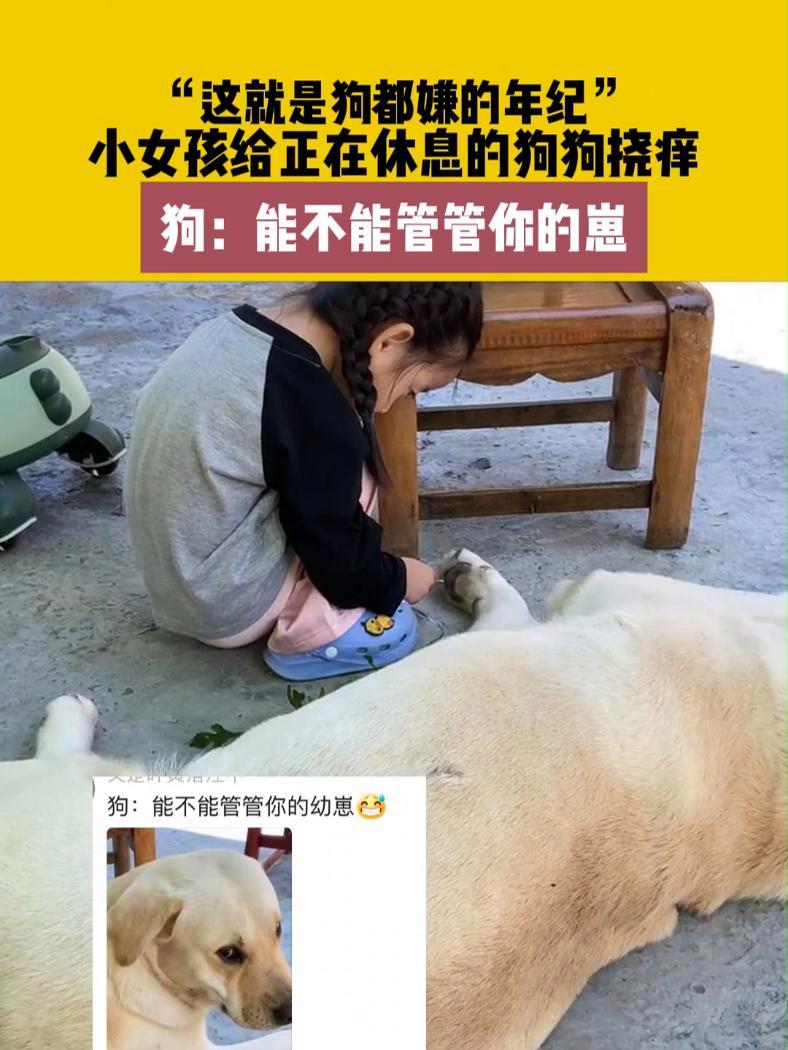 7月15日(发布),陕西,“这就是狗都嫌的年纪”小女孩给正在休息的狗狗挠痒.狗:能不能管管