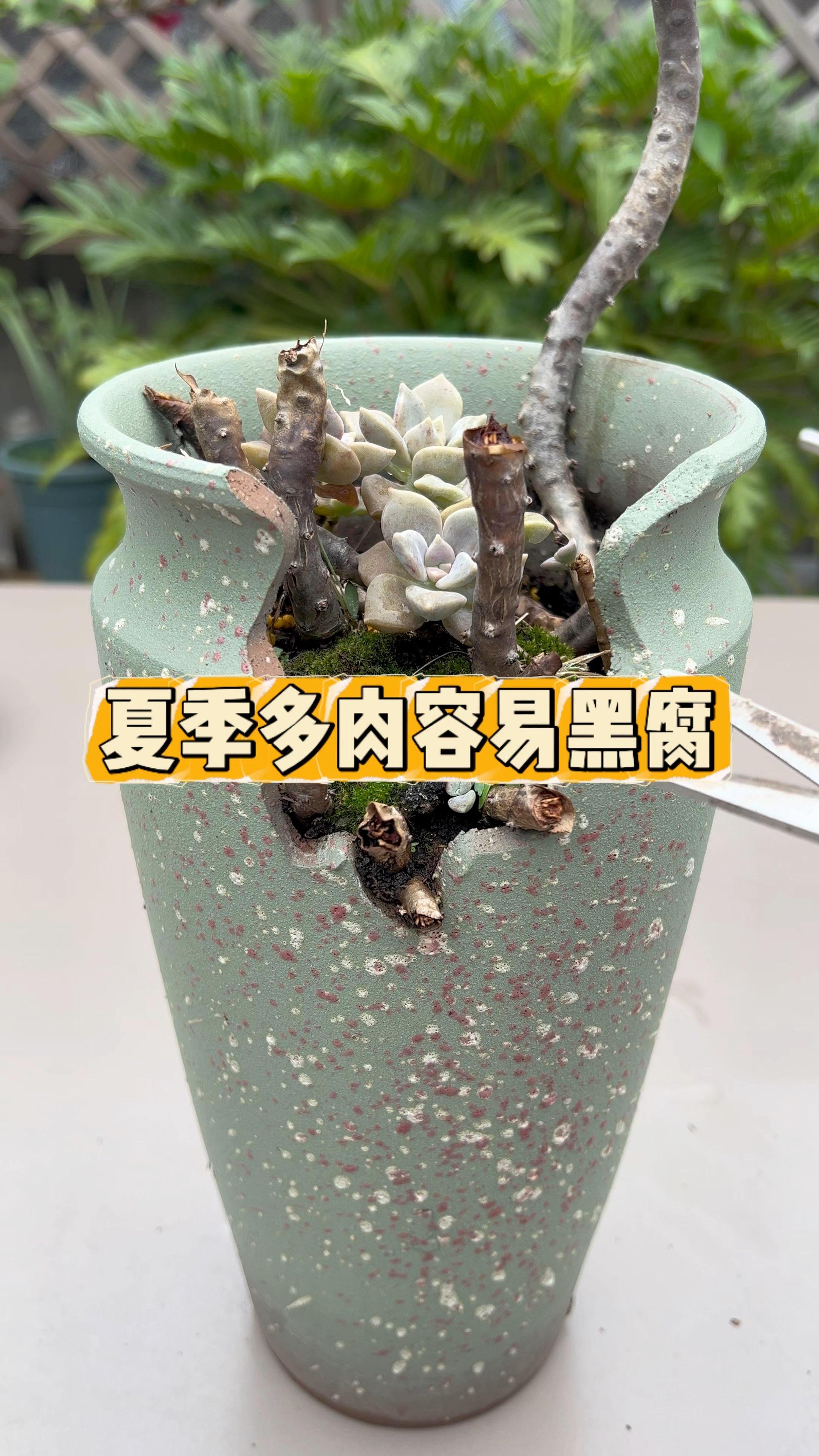 夏季多肉容易黑腐化水，要怎么养