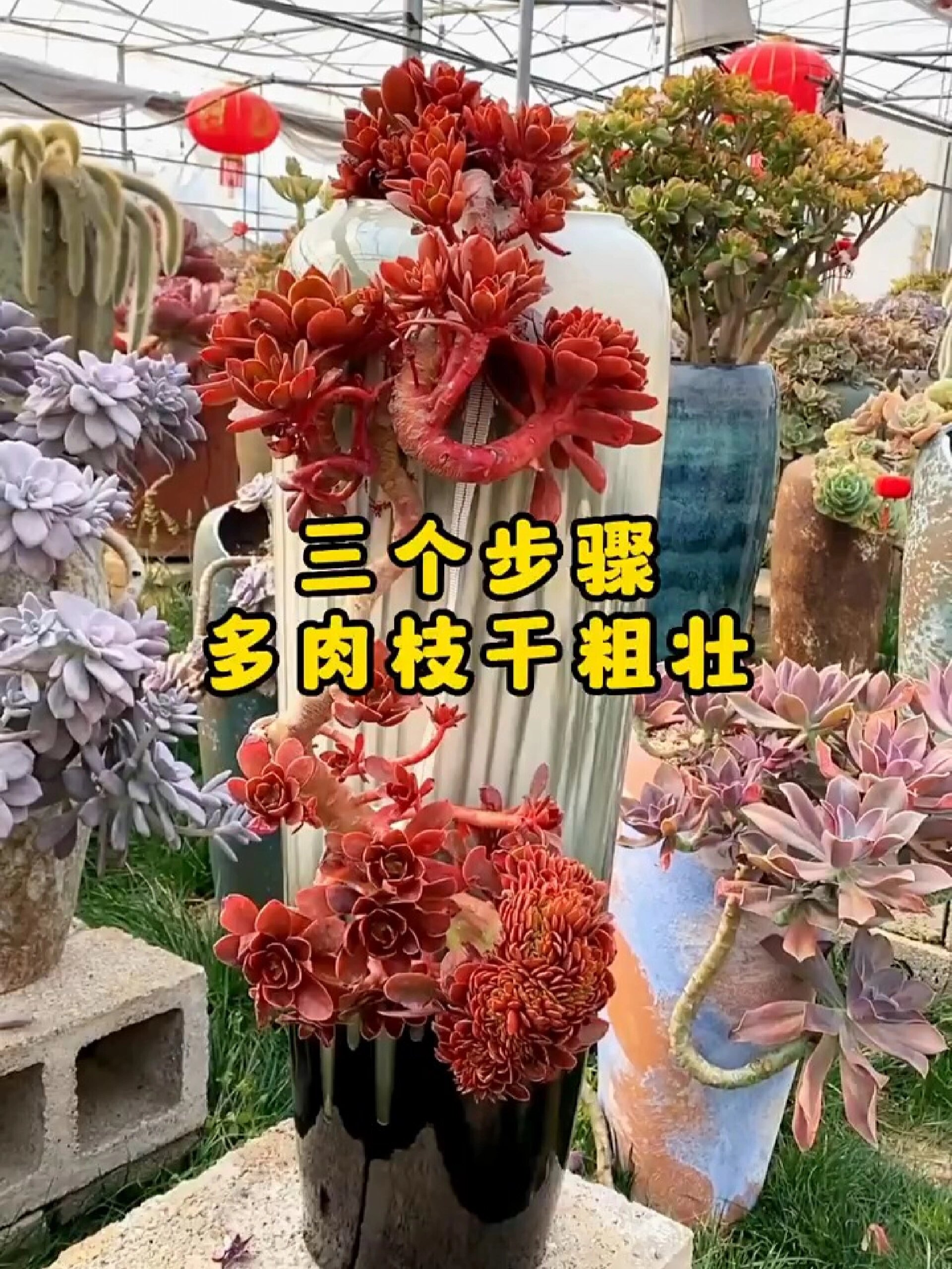 三个步骤让你的多肉长成大老桩