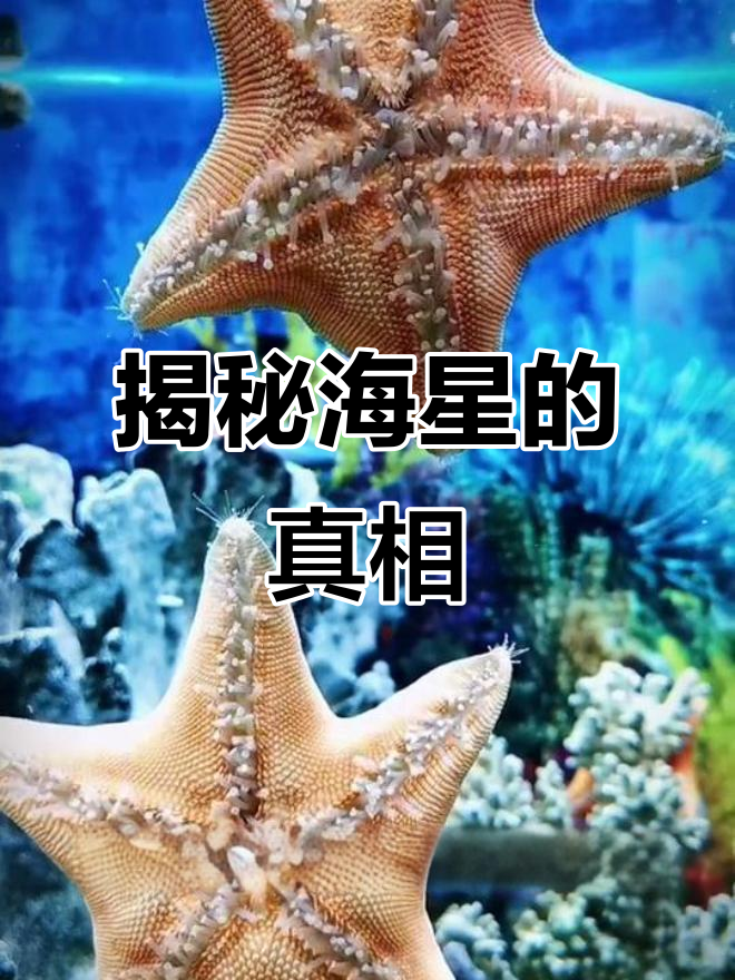 海星：可爱却食肉的海洋生物，了解它们的秘密