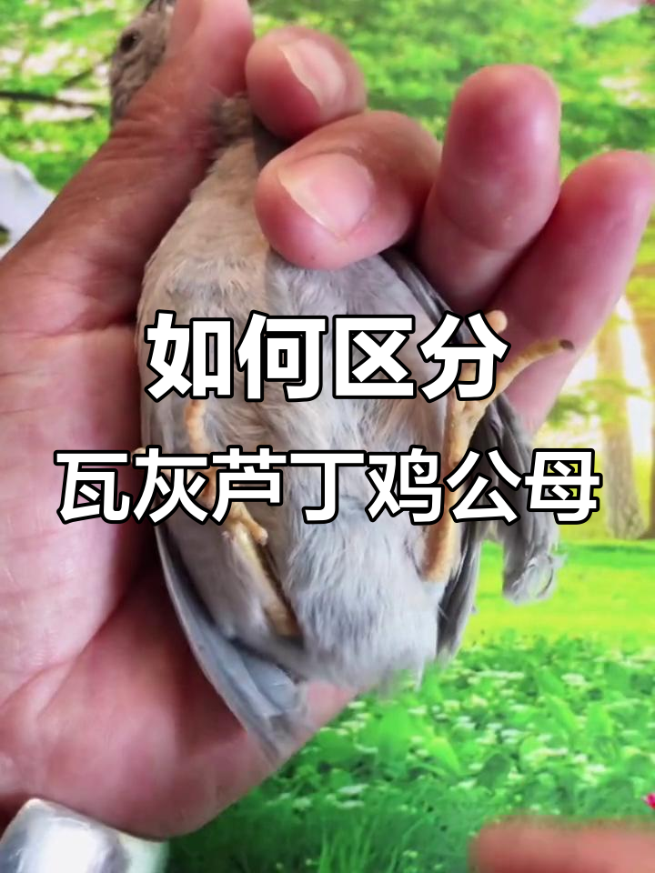 瓦灰芦丁鸡公母分辨技巧,一看就懂