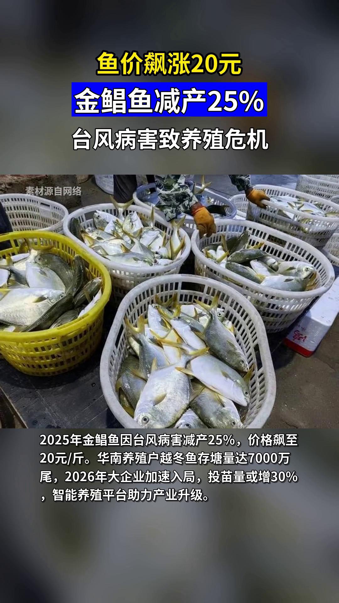 金鲳鱼价飙20元/斤