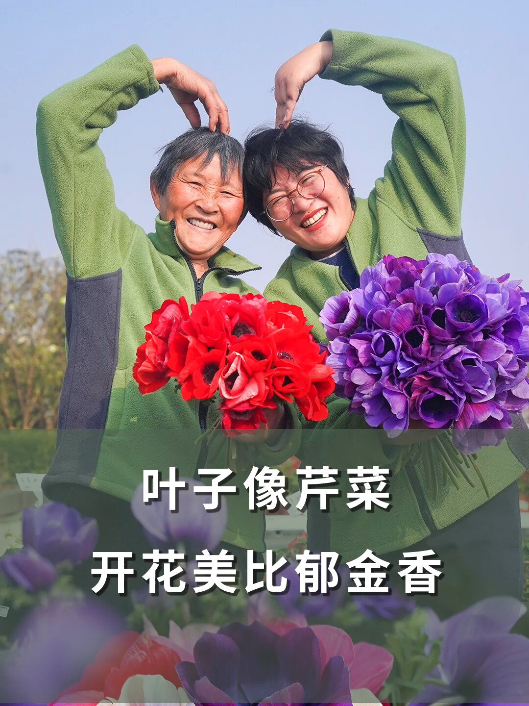 叶子像芹菜,开花美比郁金香