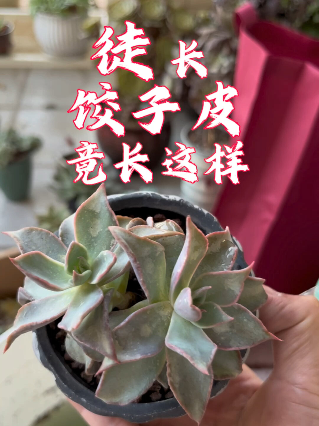 多肉植物|饺子皮多肉徒长竟然是这样?