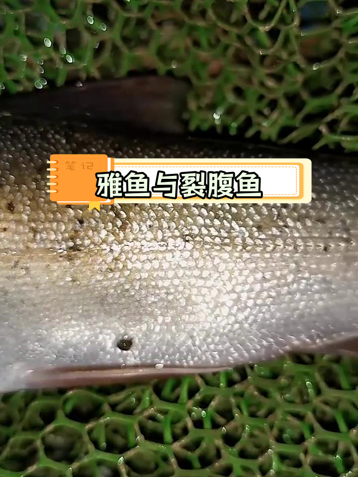 高原中小型鱼类:雅鱼与裂腹鱼的科普