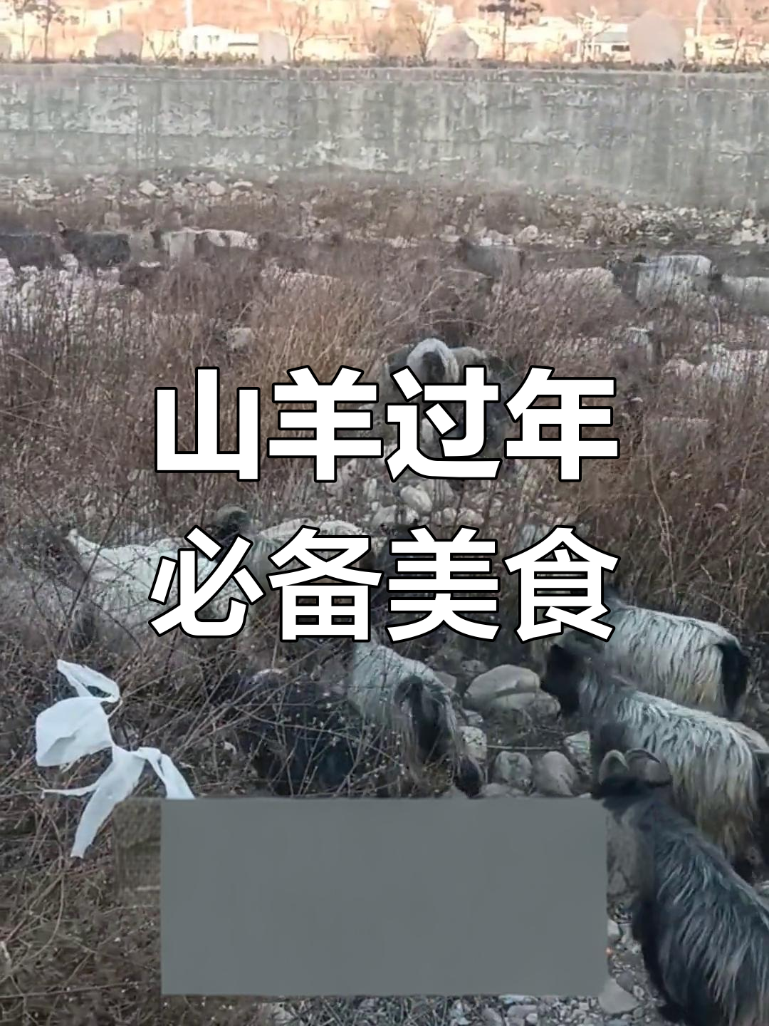 冬季山羊大补,现杀羊肉美味来袭