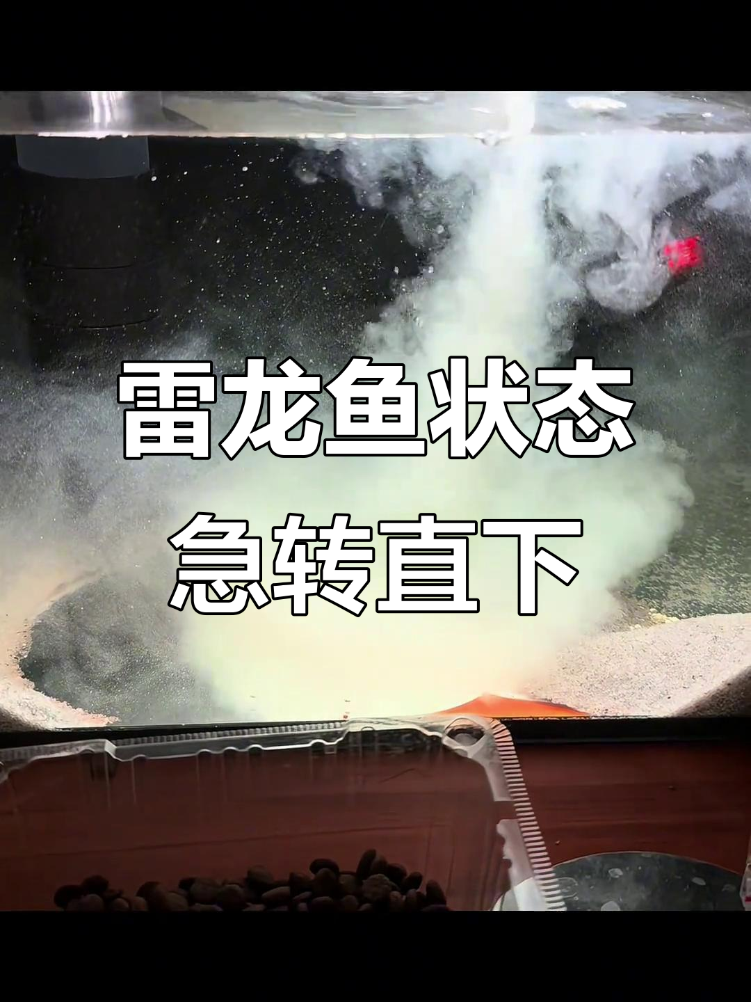 雷龙鱼突然生病,嘴角发白、翻砂症状让人心惊