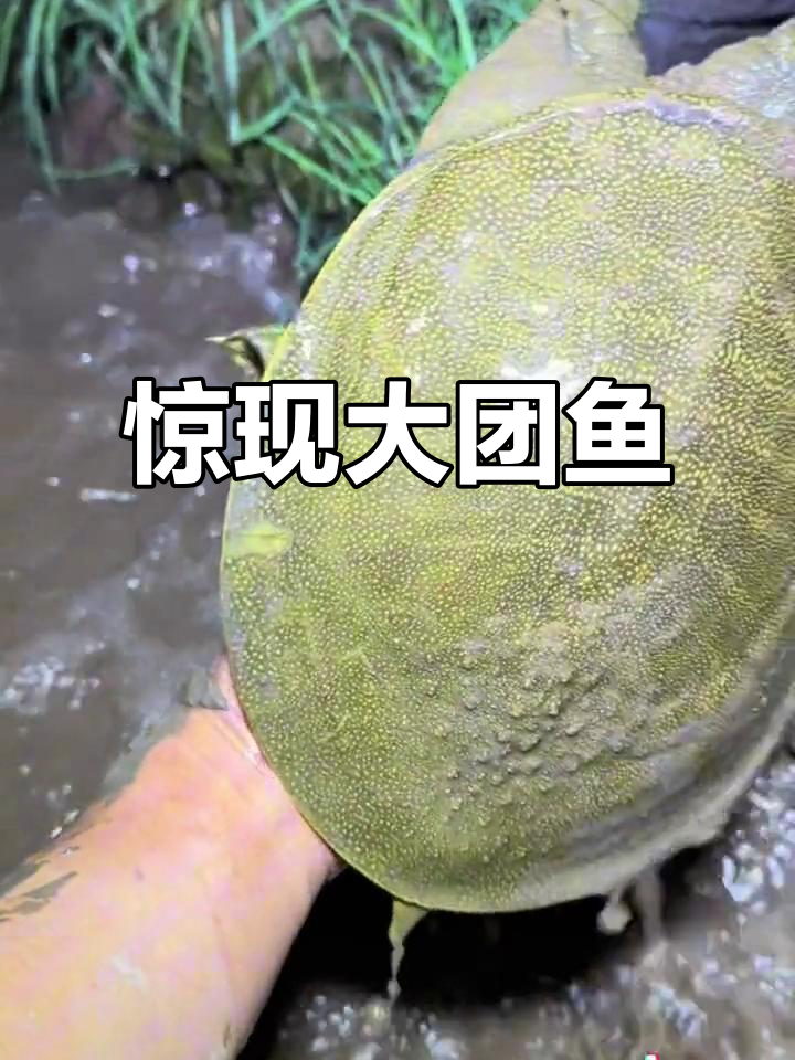 洞中发现神秘团鱼,竟然这么大!