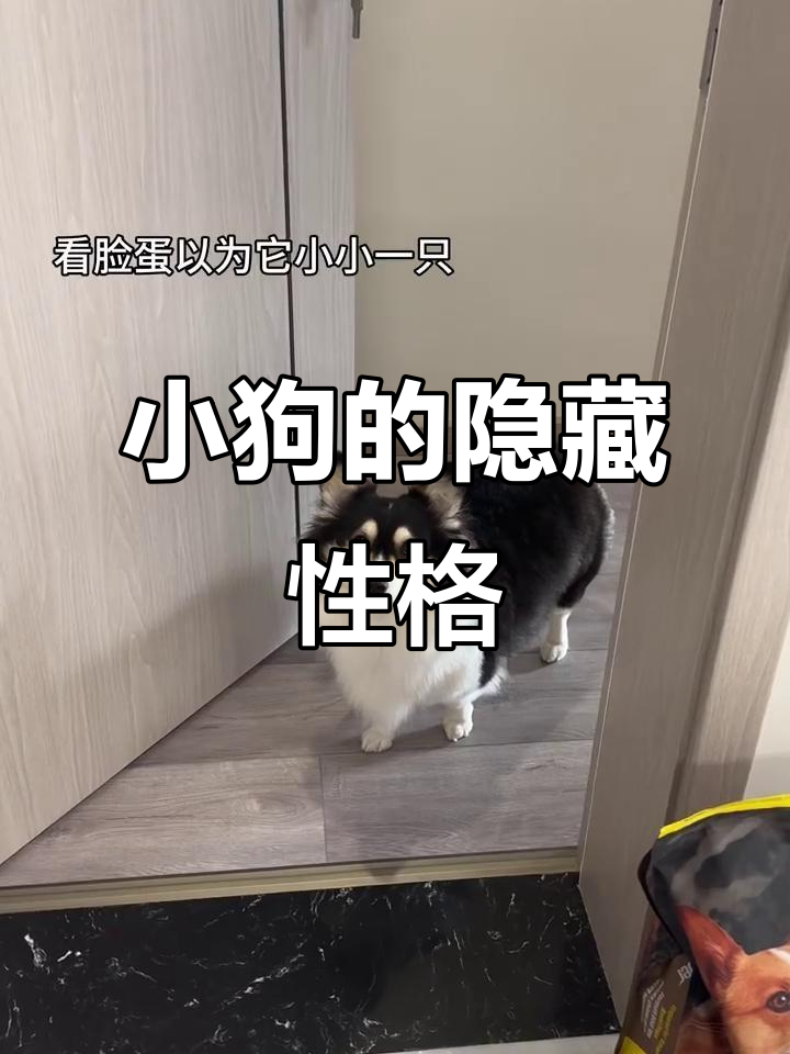 咖喱小狗的真实面目:看似热情,实则超级社恐!