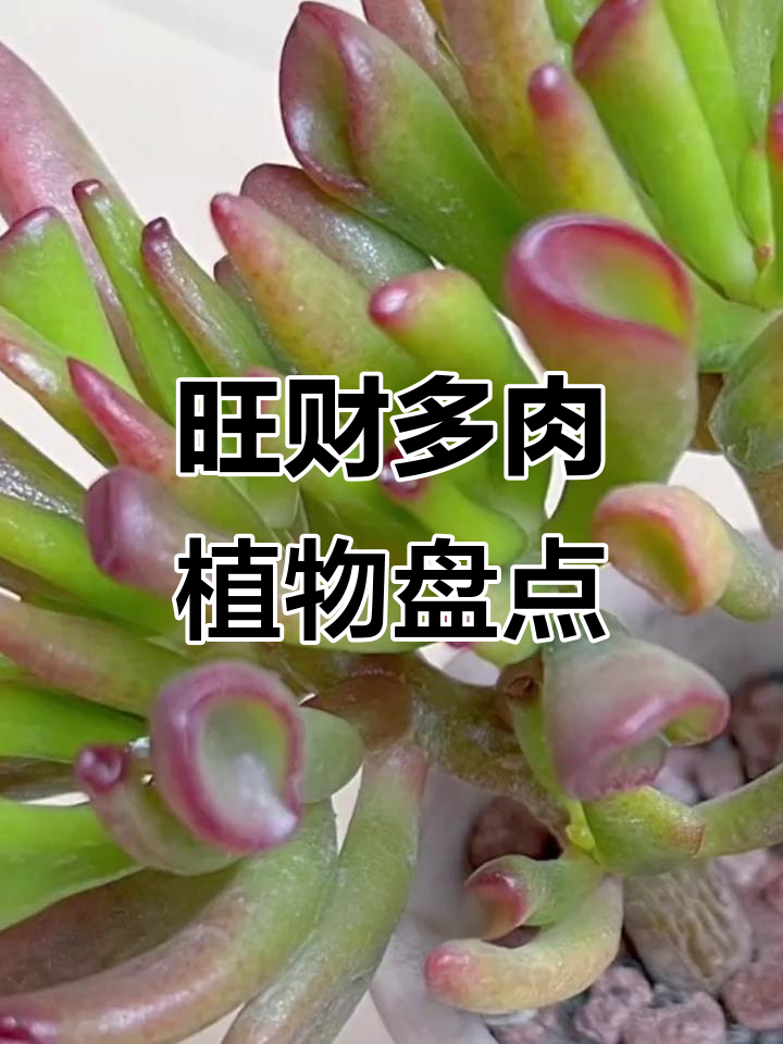 多肉植物寓意深,家里养了哪种招财?