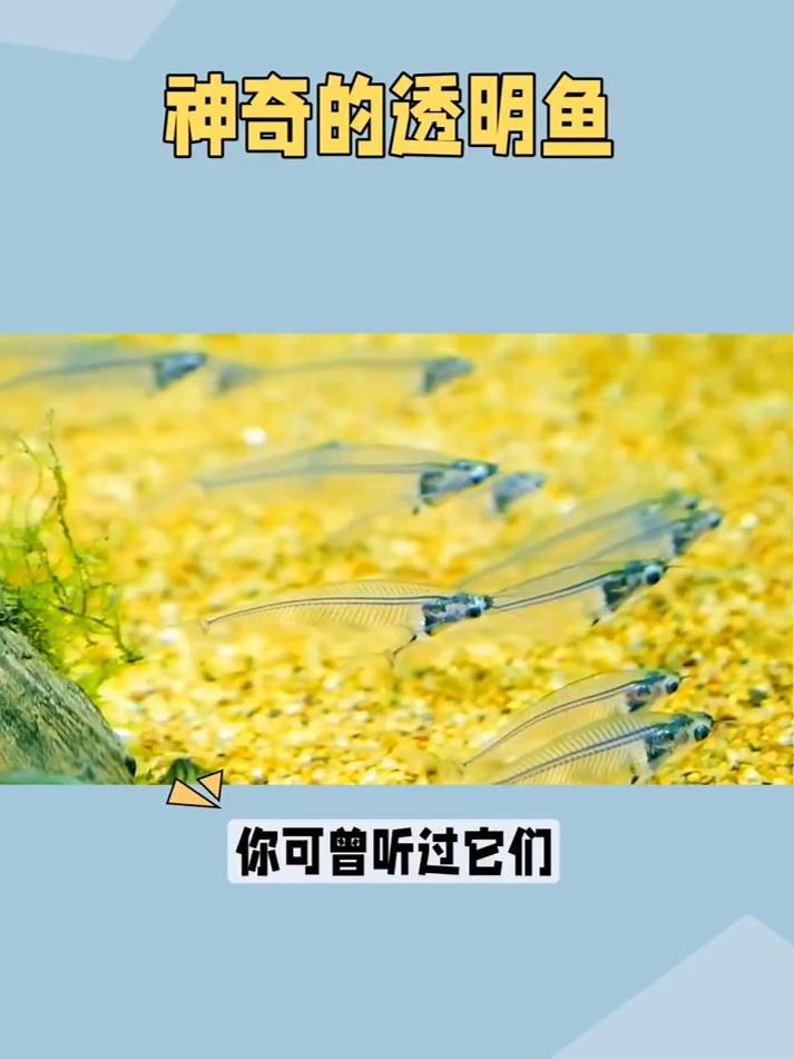 世界上最神奇的透明鱼 透明鱼 动物 知识科普 冷知识