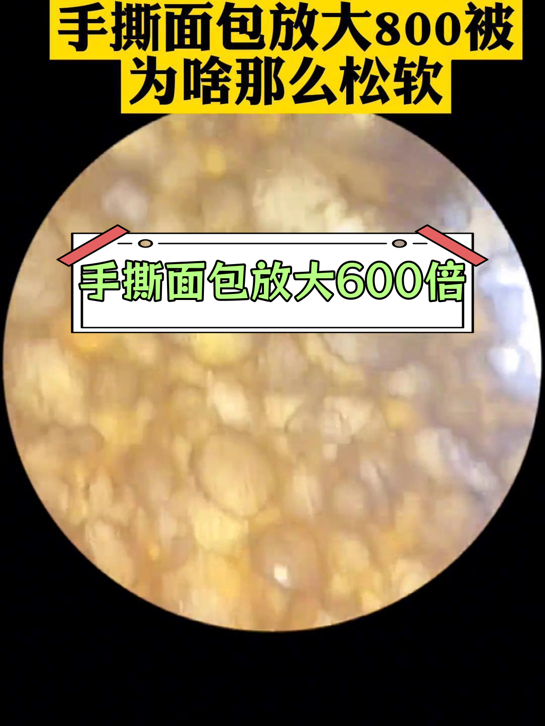 显微镜下的手撕面包世界