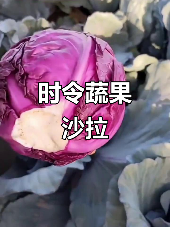 新鲜蔬菜沙拉,紫甘蓝、红椰菜等时令食材