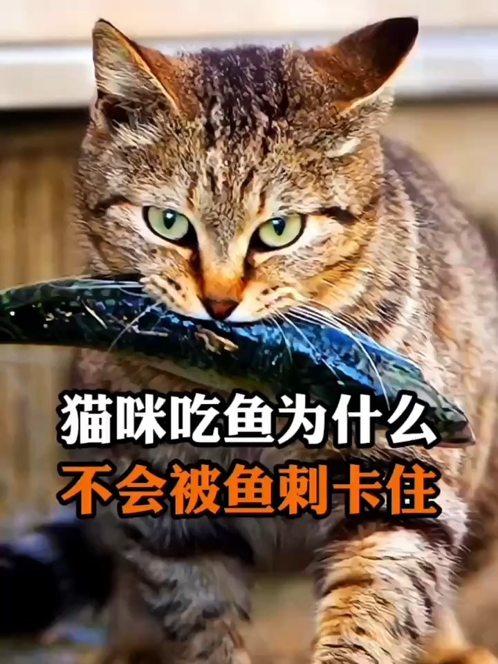 猫咪吃鱼为什么不会被鱼刺卡住?