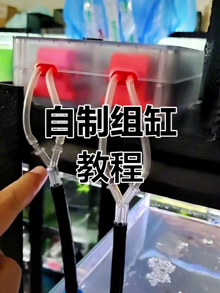 打造个性化组缸,轻松养鱼