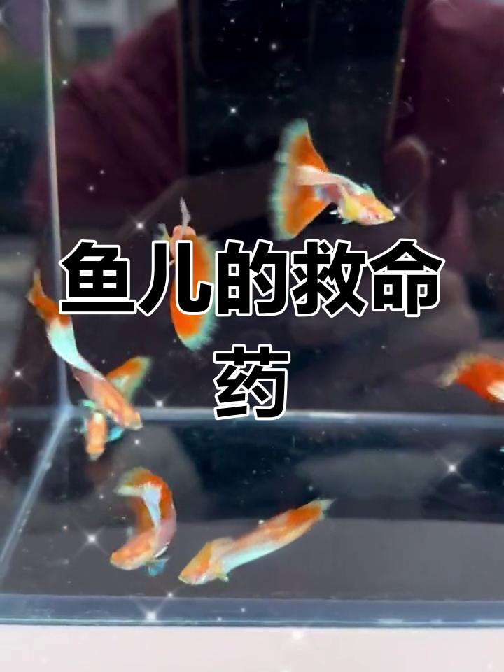 黄粉:鱼儿保命必备神器