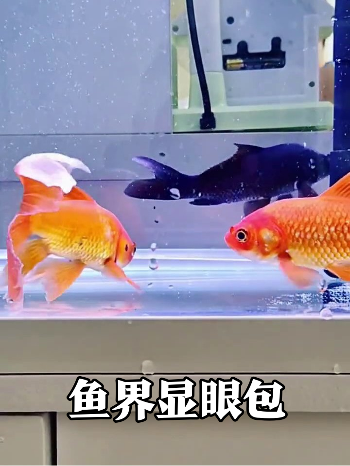 两条金鱼争当显眼包,黑色鱼:这俩显眼包我带不动