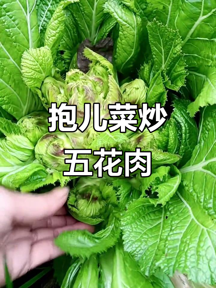 四川特产抱儿菜,种多了吃不完,炒五花肉超下饭