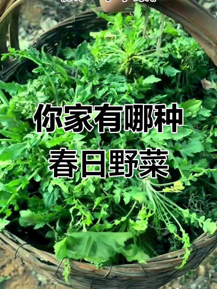 春天里的野菜大揭秘，这些你家乡有吗？