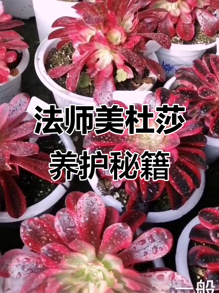 美杜莎法师养护全攻略:从春秋生长期到冬季休眠技巧