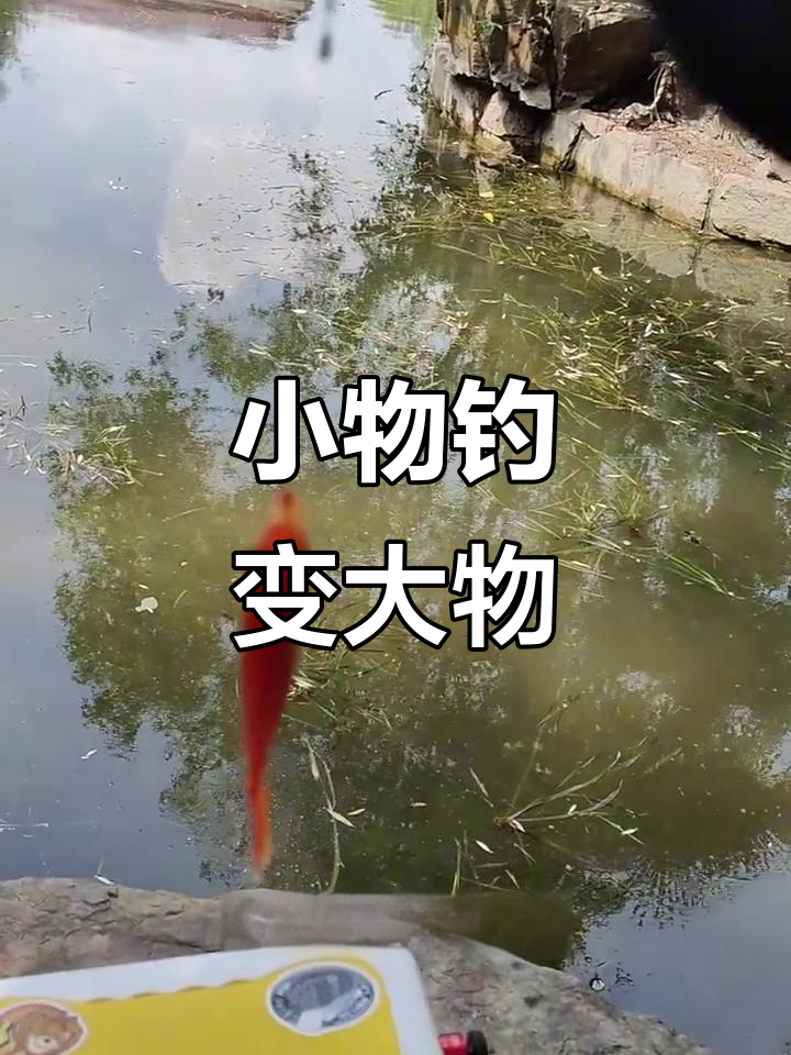 灵沂公园钓小金鱼,轻松解锁大物